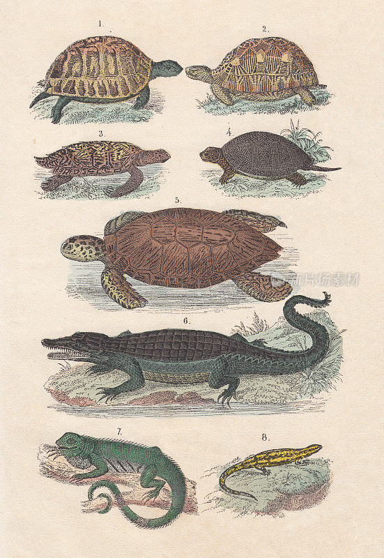 爬行动物，手工彩色平版印刷，出版于1880年