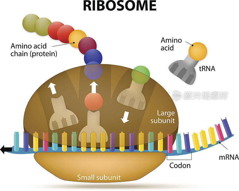 核糖体与mRNA的相互作用