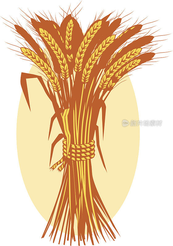 小麦每蒲式耳