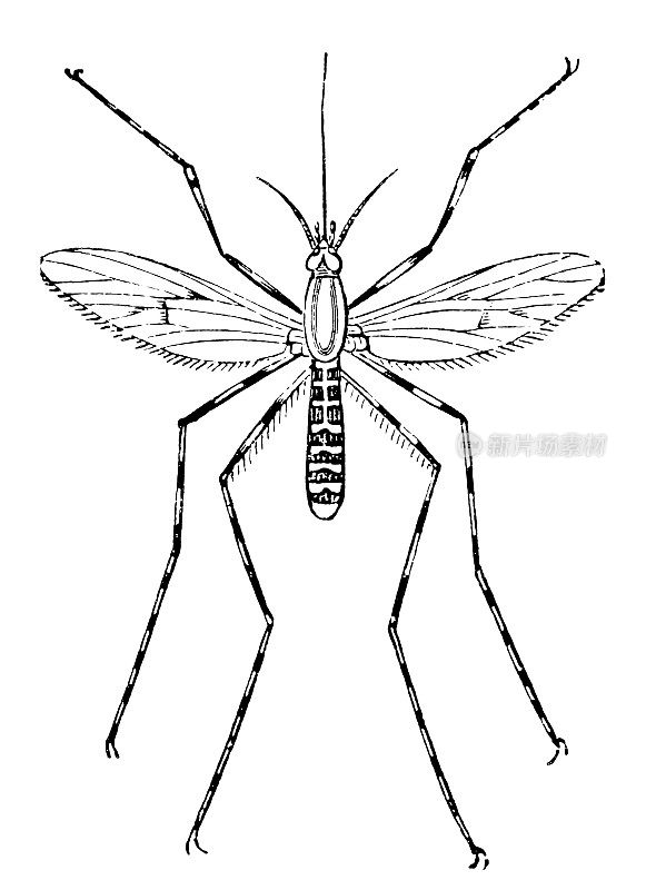 蚊子(库蚊annulatus)