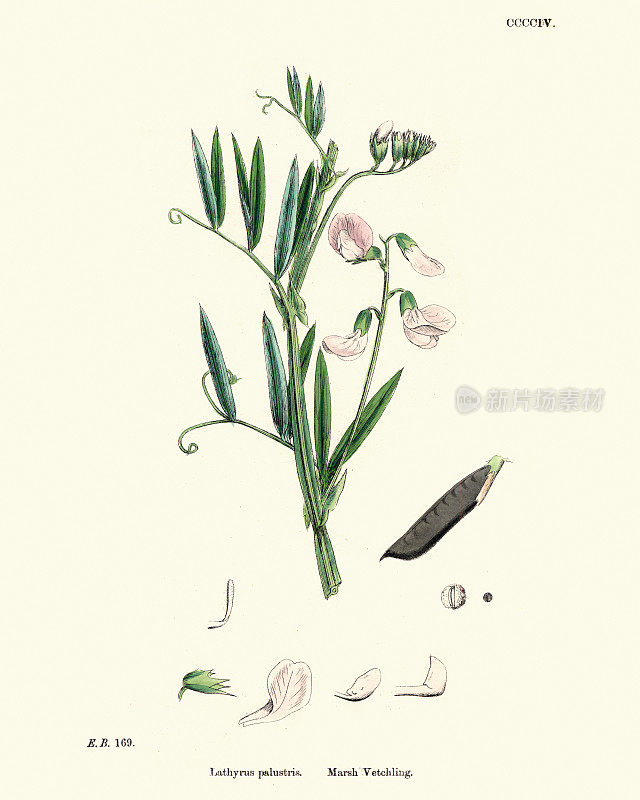野花，石菖蒲，豌豆或紫菀，19世纪