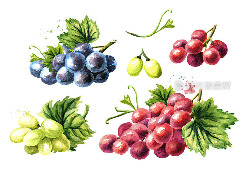 不同种类的葡萄，有绿的、蓝的和红的。手绘水彩插图孤立的白色背景