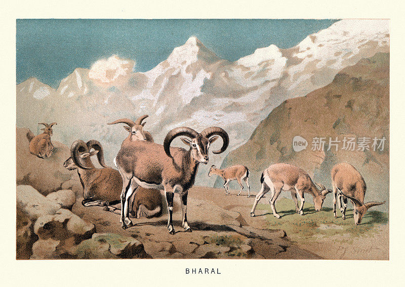 巴拉尔（伪纳亚尔），或贺兰山蓝羊