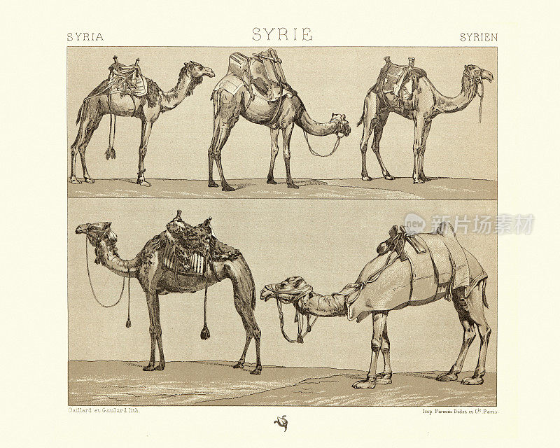 骑骆驼，双峰驼，单峰驼，19世纪