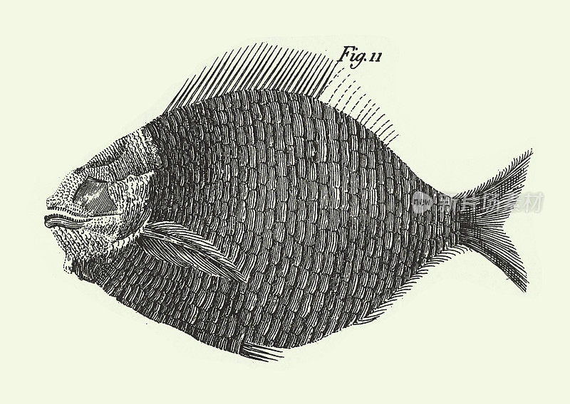 年份，侏罗纪化石，化石，骨骼和足迹雕刻古董插图，出版于1851年