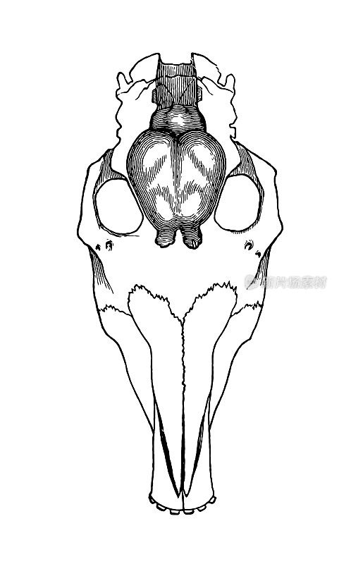 冠齿兽的头盖骨轮廓上画着大脑