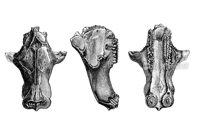 三联齿兽(头骨)是三联齿兽的一个灭绝属，是最先进的兽孔类之一