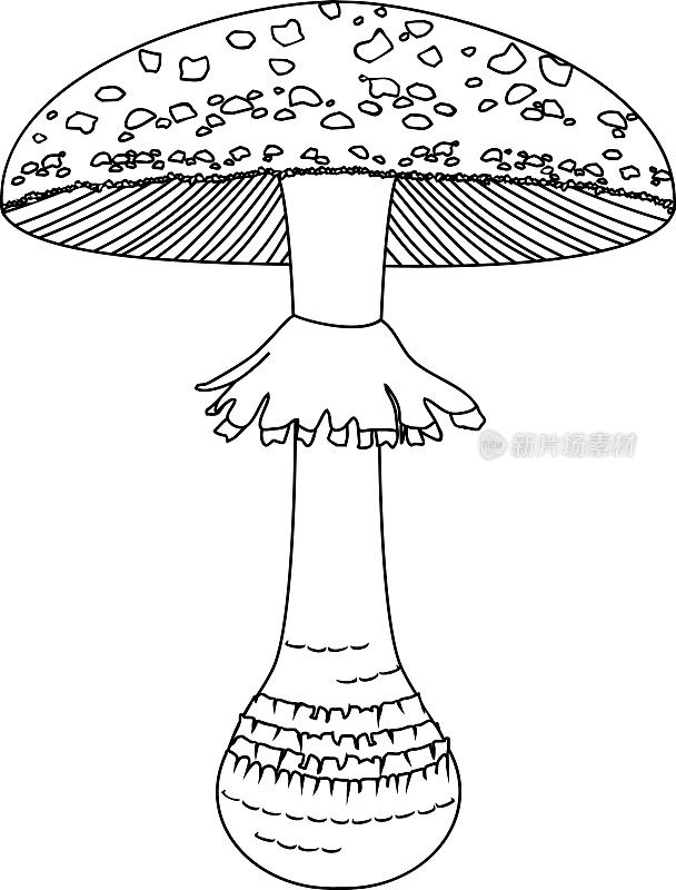 涂色页与蝇木耳(鹅耳菌)蘑菇分离在白色背景