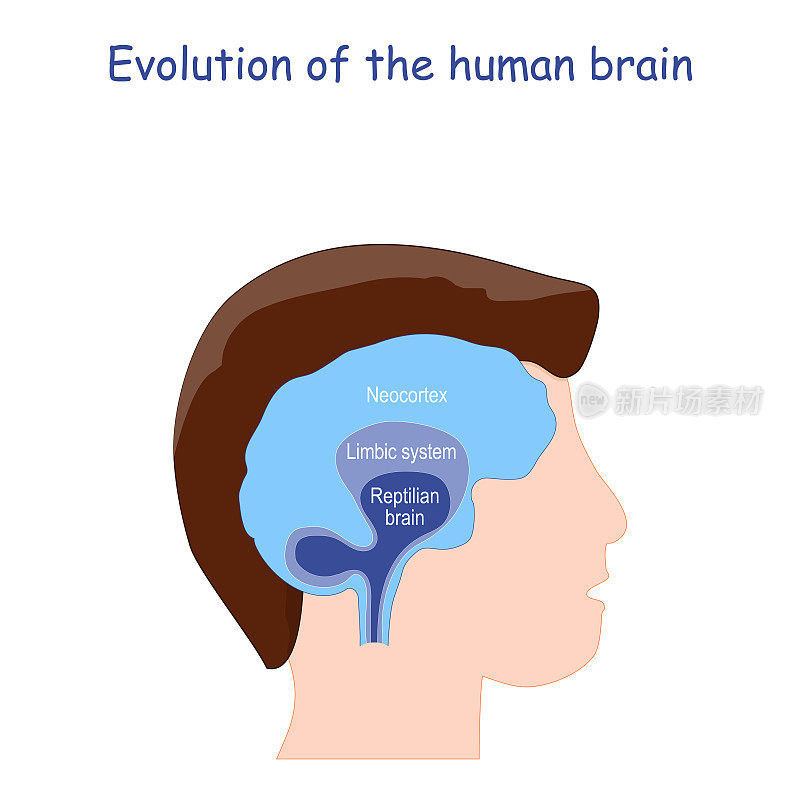 人类大脑的进化