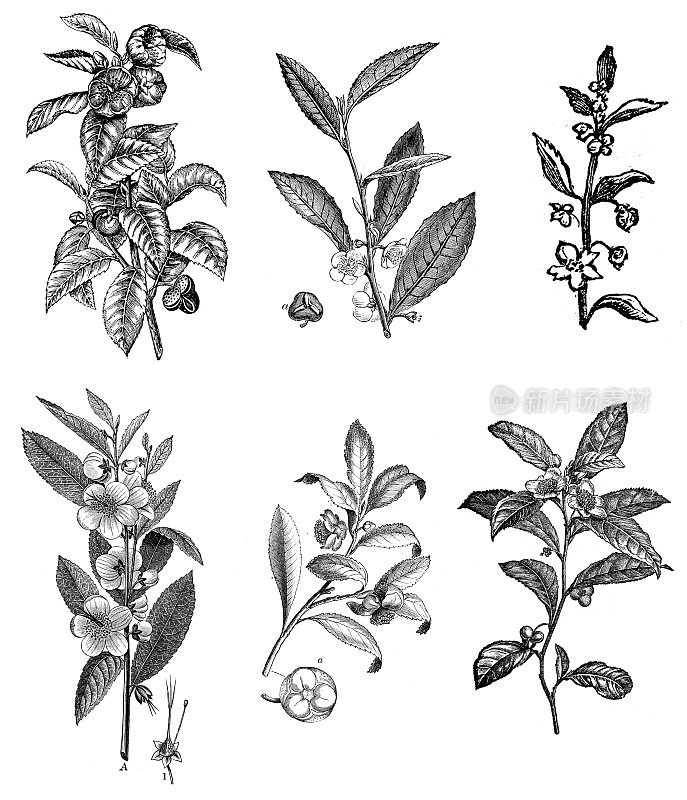 收藏古董植物学插图:山茶花、茶树