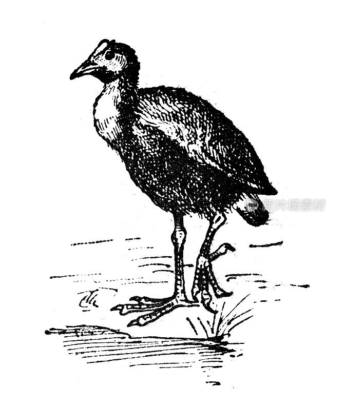 古色古香的插图:斑纹，沼泽或沼泽母鸡