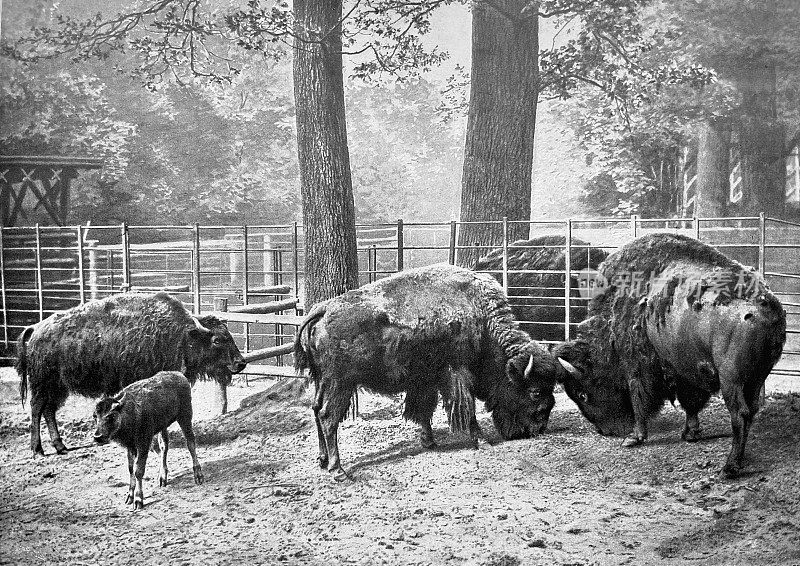 柏林动物园-草地上的美洲野牛