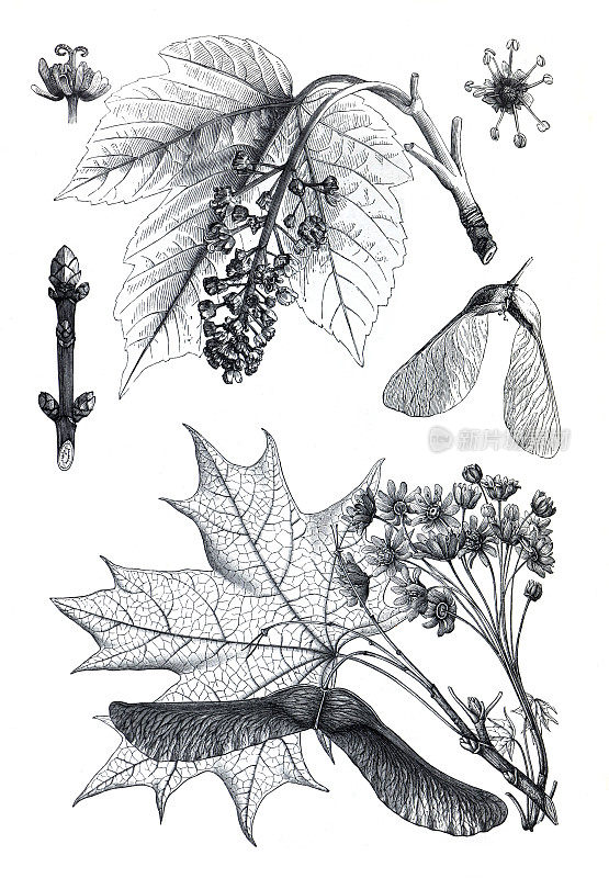 年份插图槭属假梧桐树或梧桐树。手绘的药用植物。植物雕刻元素。