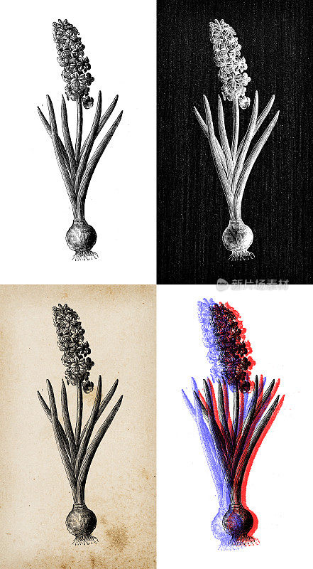 古代植物学插图:风信子