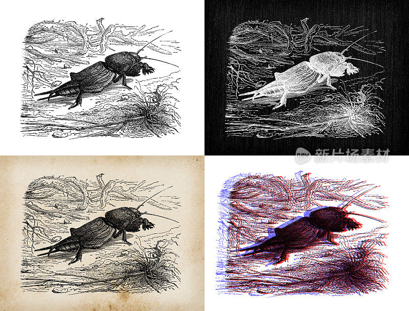 古董动物插图:蟋蟀，欧洲鼹鼠蟋蟀