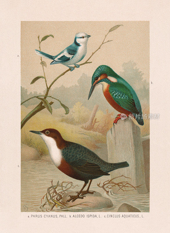 雀形目:青山雀、翠鸟和白喉北斗鸟，彩色石版，出版于1887年