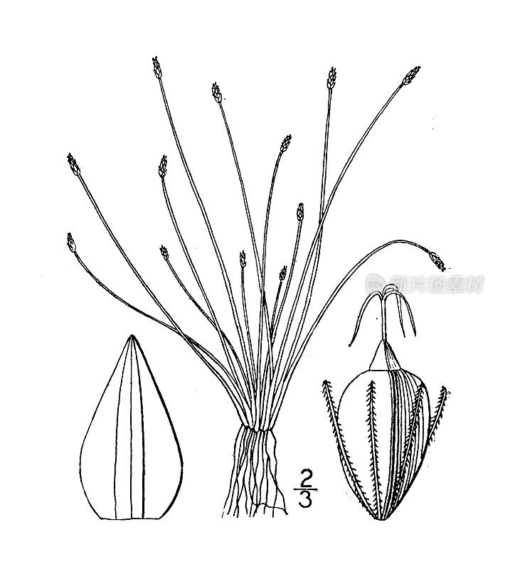 古植物学植物插图:小果菖蒲，小果穗