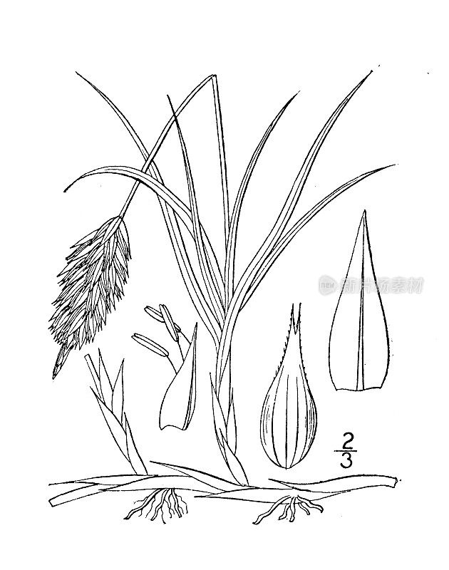 古植物学植物插图:苔草、沙莎草