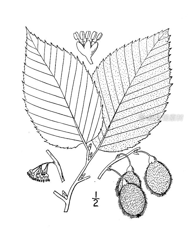 古植物学植物插图:总状榆、软木榆