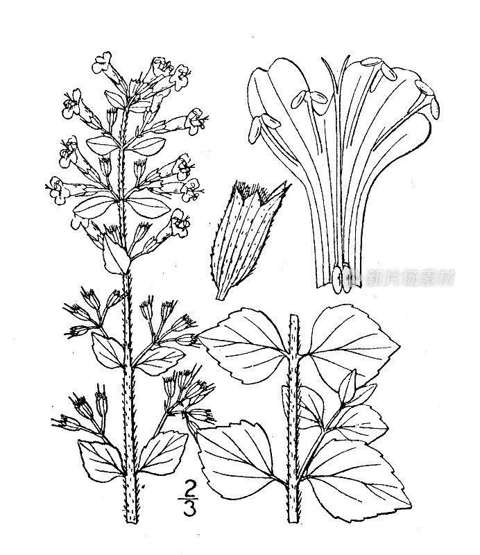 古植物学植物插图:金缕梅、野香油