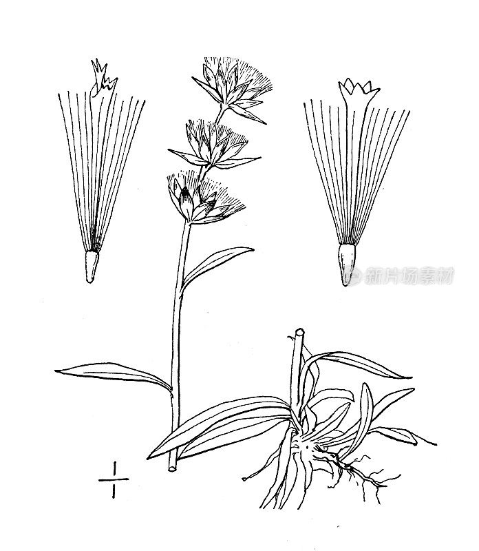 古植物学植物插图:大头草、矮秆