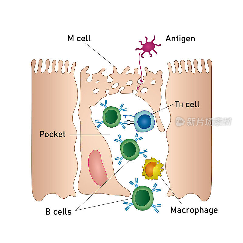 粘膜免疫系统图，医学载体插图