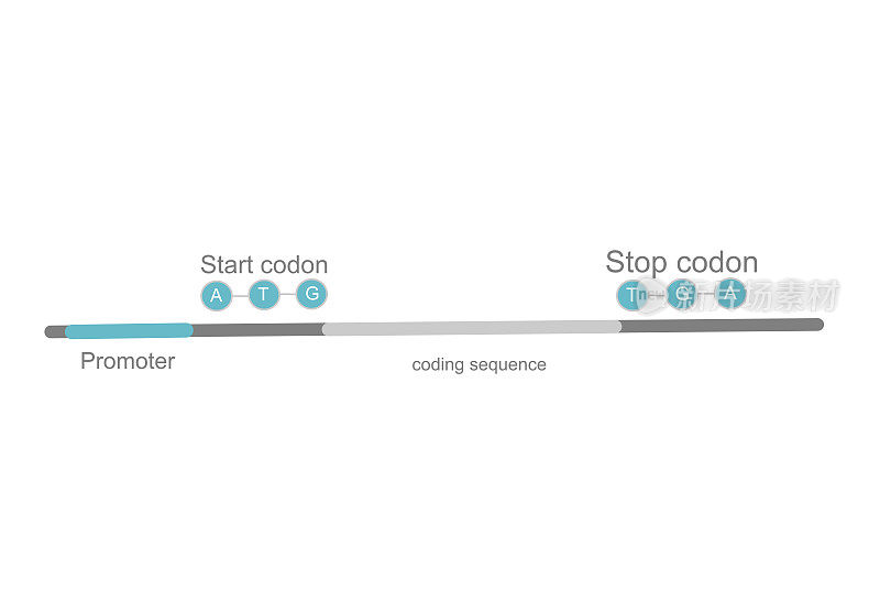 DNA上重要点的结构模型代表mRNA的转录，分别显示启动子、编码序列、起始密码子和终止密码子。