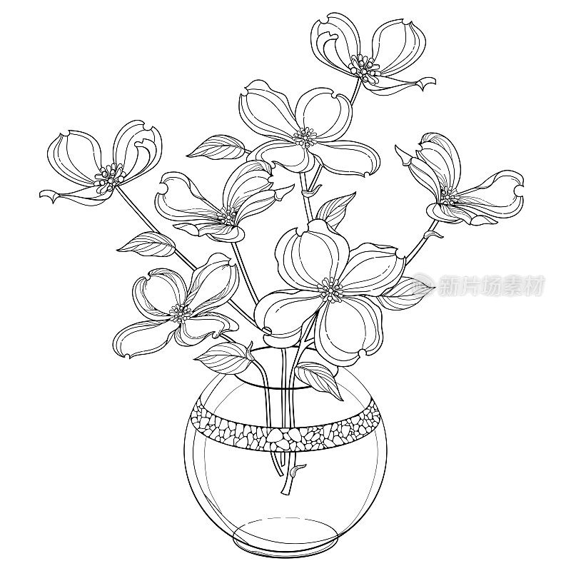 一束轮廓美国山茱萸或山茱萸佛罗里达花和叶子在花瓶在黑色孤立的白色背景。