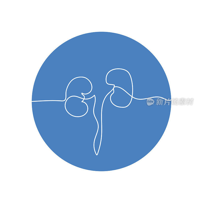 单线绘制肾脏解剖图。人体器官插图。医学概念。