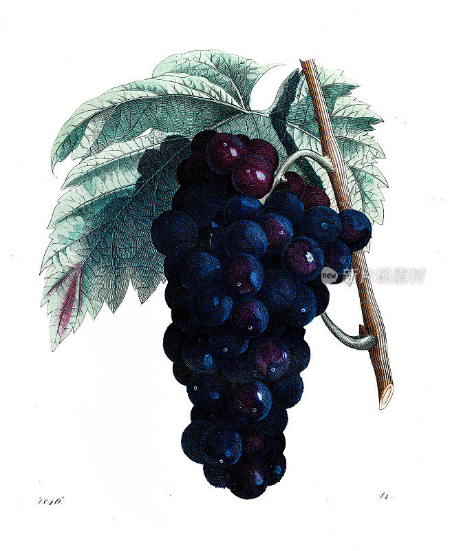 一串葡萄-非常罕见的盘子从“世界之书”1846年