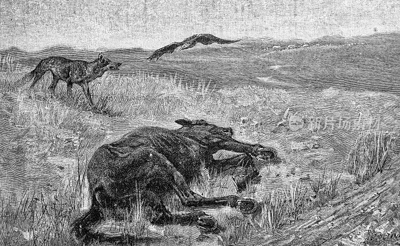 死马躺在荒野西部的草地上