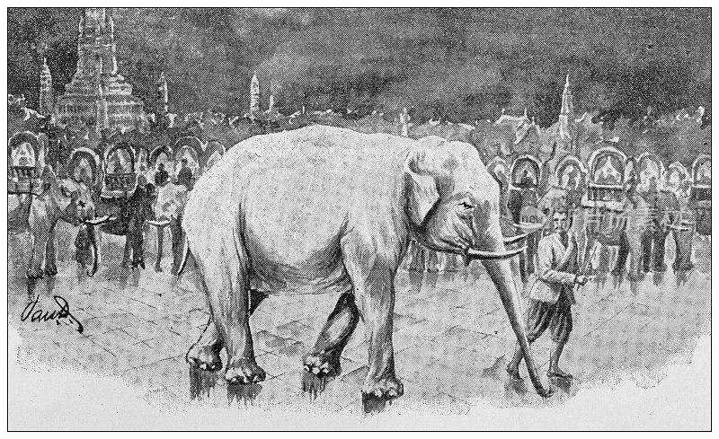 古董形象:大象