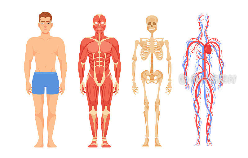 人体解剖，身体部位，系统和功能。骨骼，肌肉，循环，神经，消化系统