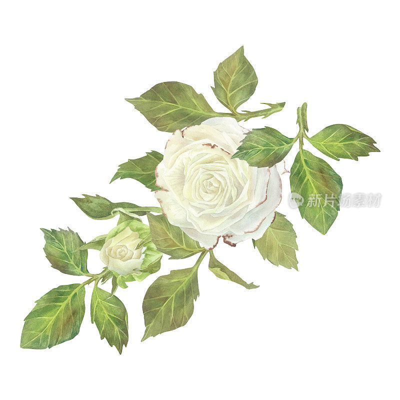 白玫瑰与叶子组成。水彩插图。孤立在白色背景上。适用于贴纸、盘子、贺卡、文具、化妆品、香水包装、婚庆请帖的设计
