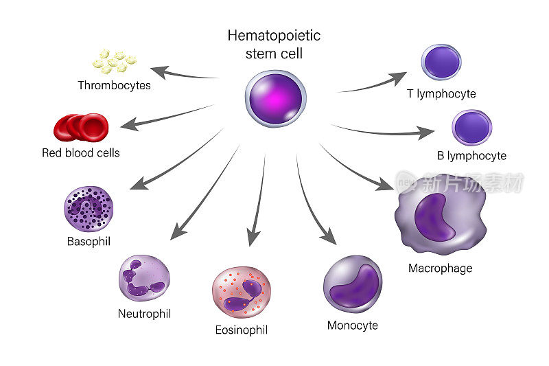 造血干细胞。红细胞，白细胞和凝血细胞。