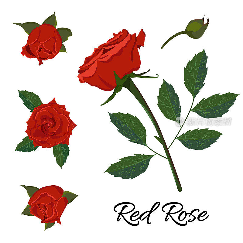 矢量图像的红玫瑰与芽，茎和叶。一朵花园花的孤立插图。