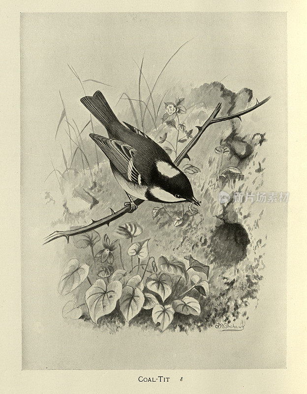 鸟类，野生艺术，煤山雀或油嘴山雀，是山雀科雀形目小鸟，山雀科