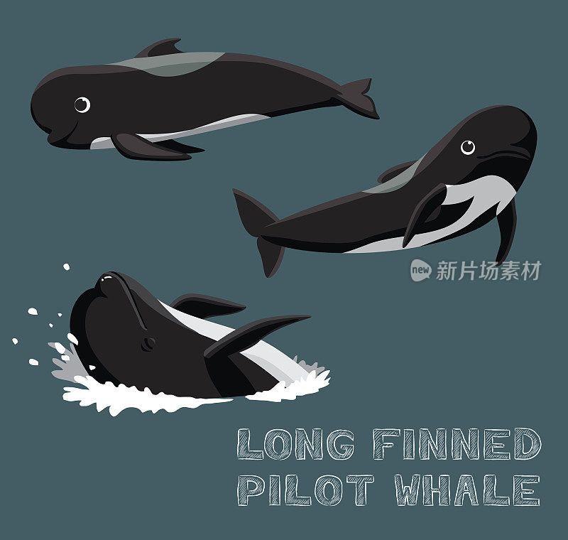 长鳍领航鲸卡通矢量插图