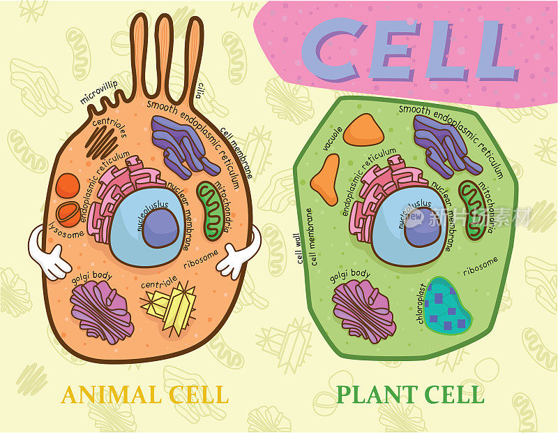 动物细胞和植物细胞的生物学教育图表