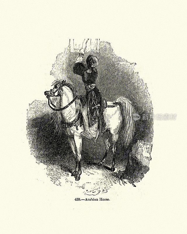 马的品种，阿拉伯马，19世纪的雕刻