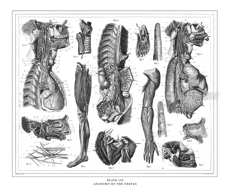 《神经雕刻古董插画》，1851年出版