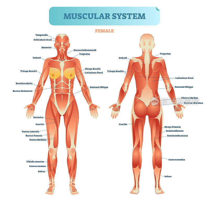 男性肌肉系统，全解剖身体图与肌肉方案，矢量插图教育海报。