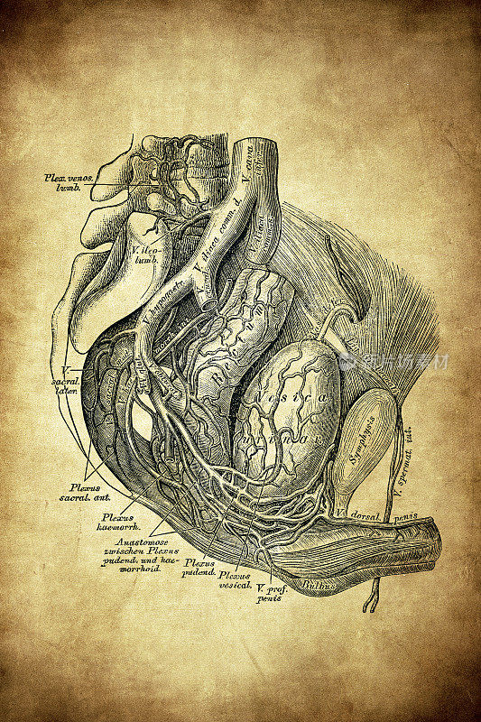 男性骨盆的静脉