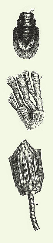 年份，过渡板岩化石，Lias版画古董插图的化石和动物表现，出版于1851年
