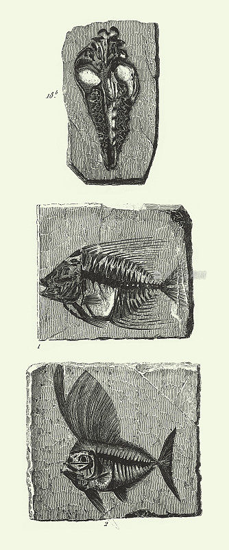 历史年份，第三纪化石，化石和骨骼雕刻古董插图，出版于1851年