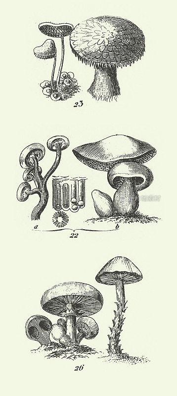雕刻古物、真菌、Jussieu的植物分类、代表藻类、真菌、苔藓、水龙足植物等非开花植物雕刻古物插图，1851年出版