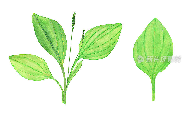 芭蕉植株和单叶分离在白色背景上。水彩手绘插图。完美的医疗设计，草药卡。