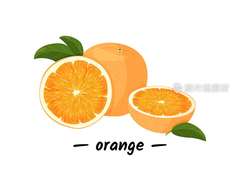 整片橙子和绿叶橙子。在白色背景上孤立的橙色矢量插图。