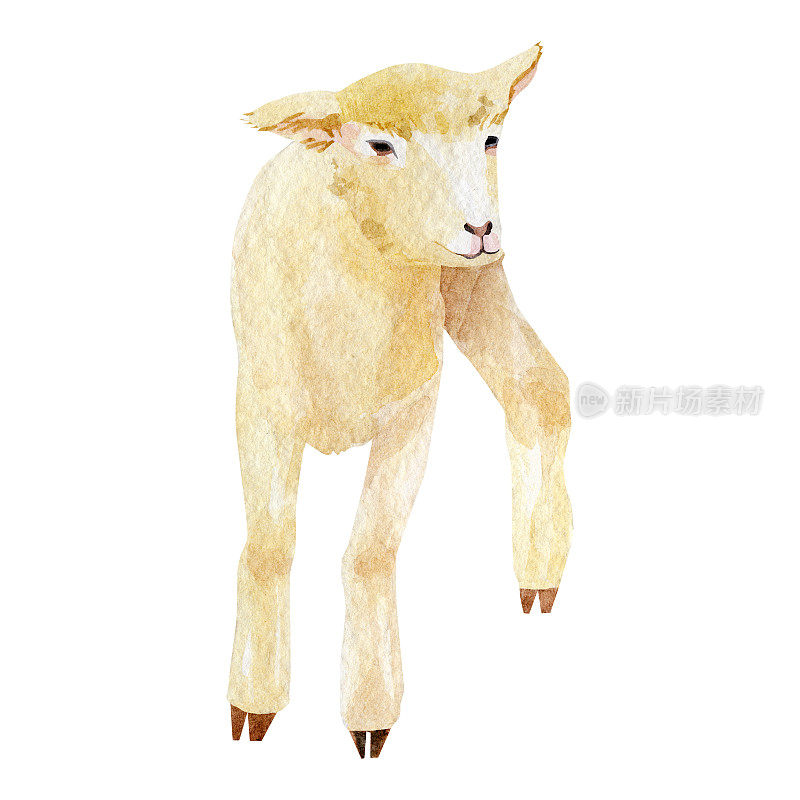 水彩羊肉插图。可爱的农场动物羔羊装饰复活节快乐，海报，贺卡，升华印刷，墙壁艺术