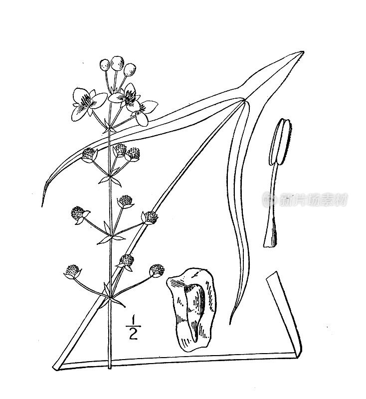 古植物学植物插图:慈姑，长叶箭头